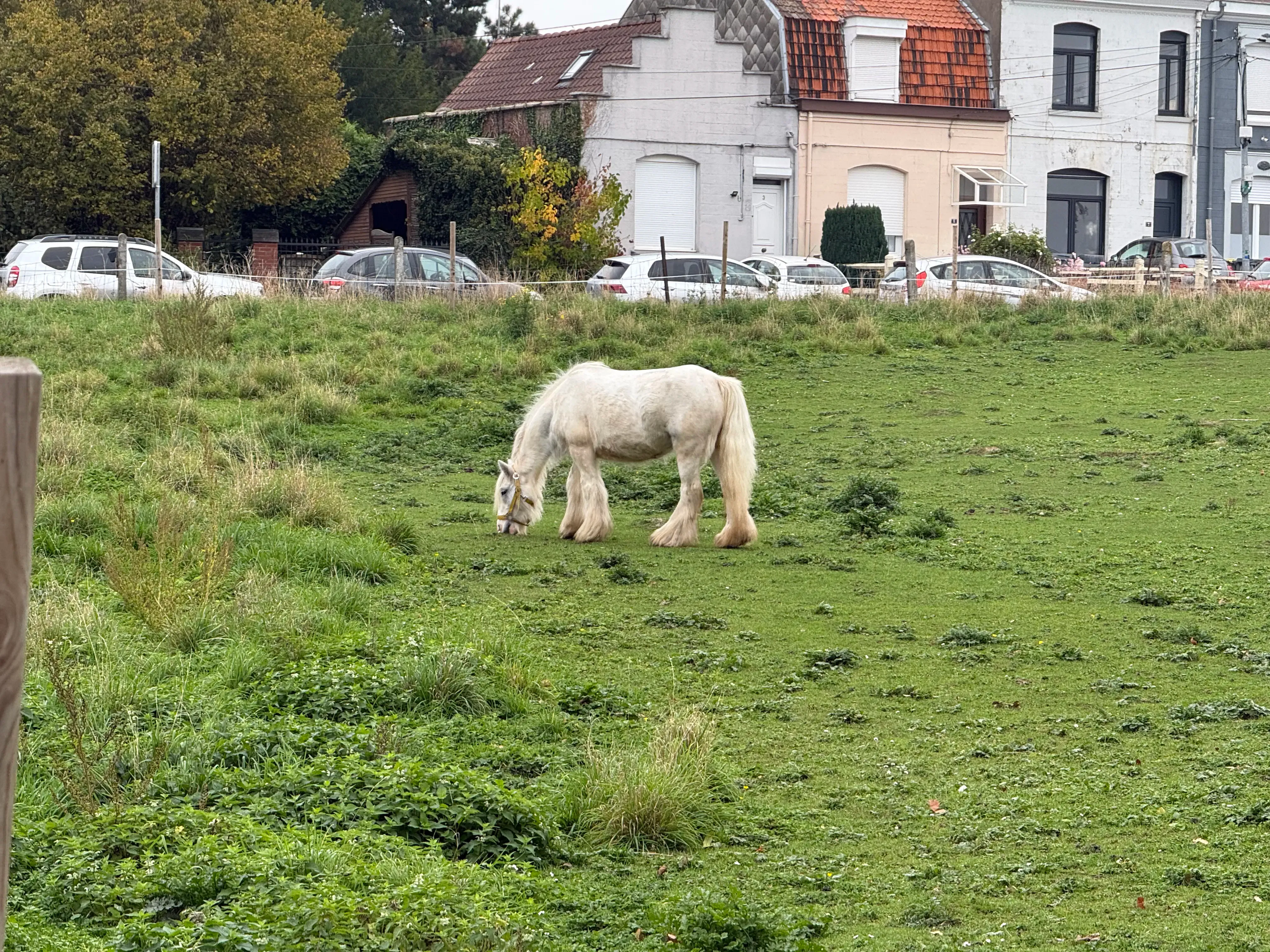 Séance de médiation animale avec le poney