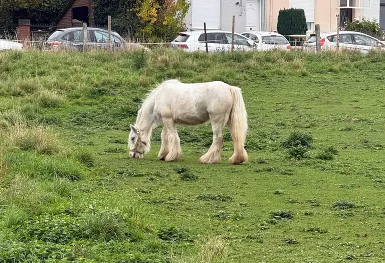 Médiation animale et handicap : quels bienfaits pour votre enfant ?
