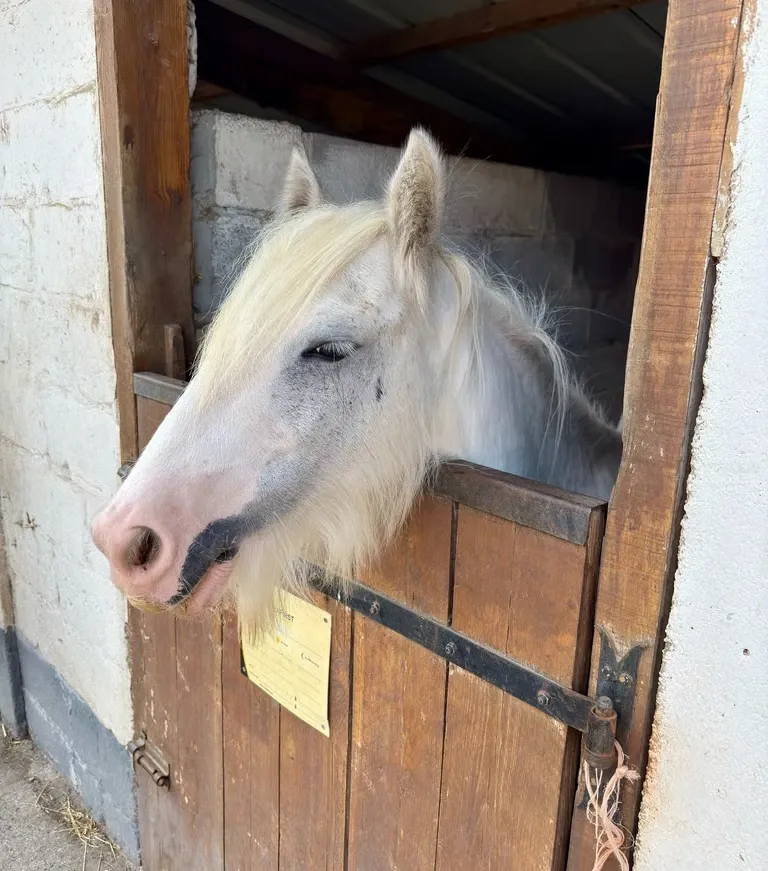 Enfant en séance de médiation animale à Neuville-en-Ferrain